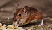 24 Hour & Emergency Exterminators in Hope School, IL
